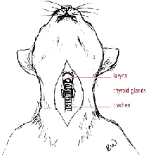 cat hyperthyroidism