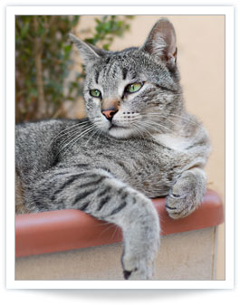 feline hyperthyroidism treatment